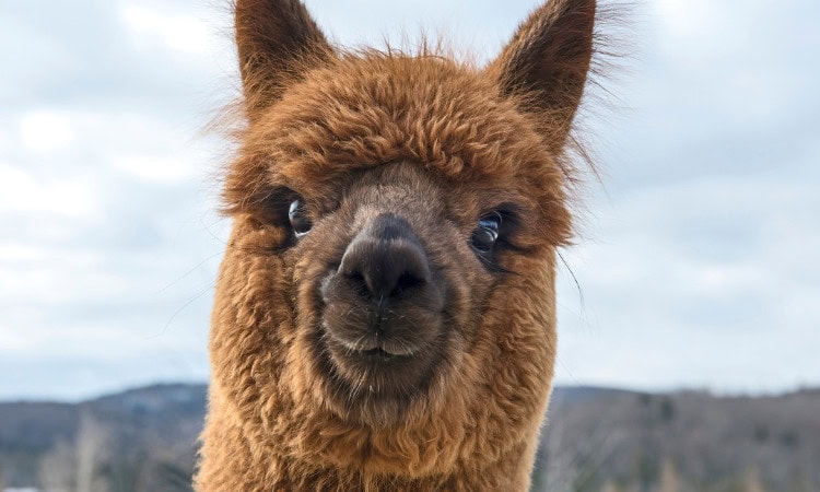 Attività con gli alpaca a Chianciano Terme con i bambini